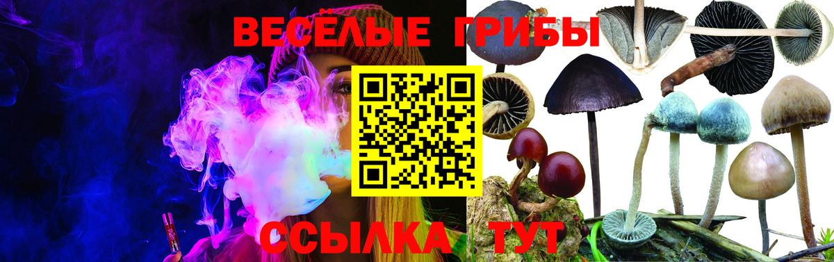 Галлюциногенные грибы Psilocybe Борисоглебск